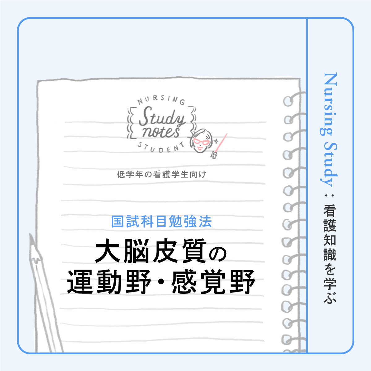 看護師国試対策｜大脳皮質の運動野・感覚野、中枢神経の役割と働き